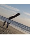 Revolution Eagle